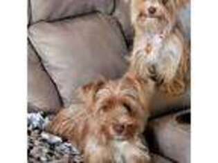 Yorkshire Terrier Puppy for sale in Vancleave, MS, USA