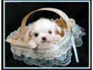 Maltese Puppy for sale in Woodstock, GA, USA