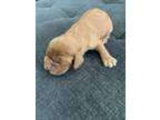 Cocker Spaniel Puppy for sale in Grovetown, GA, USA