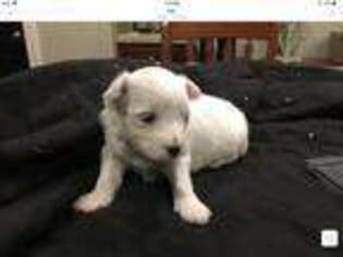 Maltese Puppy for sale in Udall, KS, USA