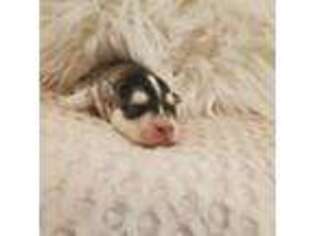 Alaskan Klee Kai Puppy for sale in Kearney, NE, USA