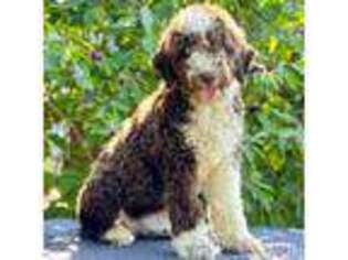 Spanish Water Dog Puppy for sale in Fayetteville, NC, USA