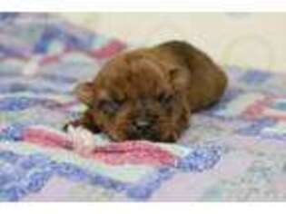 Cairn Terrier Puppy for sale in Detroit Lakes, MN, USA