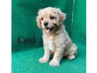 Cavalier King Charles Spaniel Puppy for sale in Nicholls, GA, USA