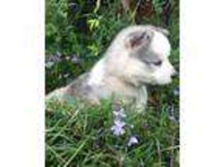 Siberian Husky Puppy for sale in Mcdonough, GA, USA