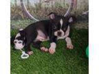 Boston Terrier Puppy for sale in Arthur, IL, USA