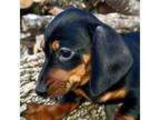 Dachshund Puppy for sale in Austin, TX, USA