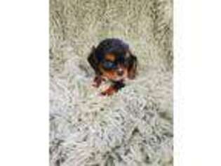 Cavalier King Charles Spaniel Puppy for sale in Galivants Ferry, SC, USA
