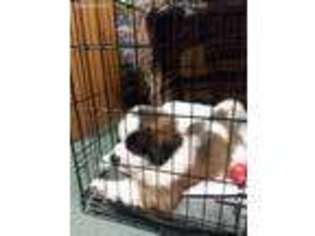 Saint Bernard Puppy for sale in New Milford, PA, USA