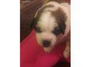 Saint Bernard Puppy for sale in Yatesville, GA, USA