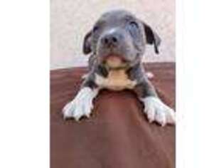 Mutt Puppy for sale in Hawthorne, CA, USA