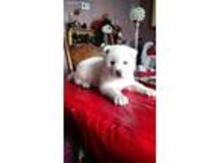 Akita Puppy for sale in Hartford, KY, USA