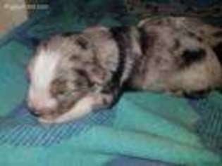 Miniature Australian Shepherd Puppy for sale in Tignall, GA, USA
