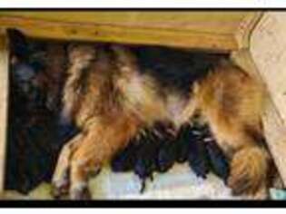 German Shepherd Dog Puppy for sale in Weslaco, TX, USA