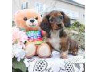 Dachshund Puppy for sale in Clyde, NY, USA