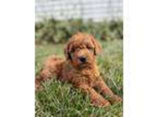Labradoodle Puppy for sale in Keystone, IN, USA