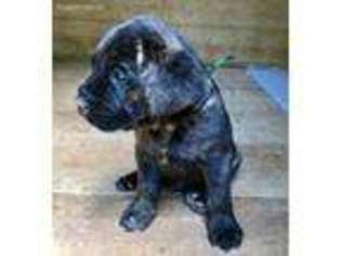 Mastiff Puppy for sale in Ronda, NC, USA