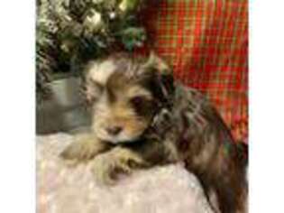 Mutt Puppy for sale in Texarkana, TX, USA