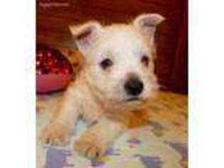 West Highland White Terrier Puppy for sale in Chetopa, KS, USA