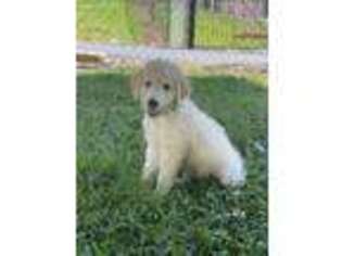 Goldendoodle Puppy for sale in Durham, NC, USA