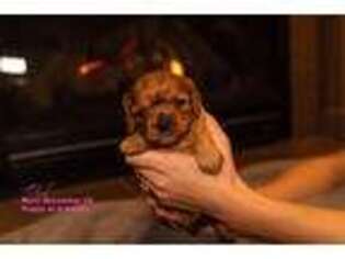 Cavalier King Charles Spaniel Puppy for sale in Spokane, WA, USA