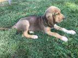 Bloodhound Puppy for sale in Athens, TN, USA