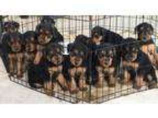 Airedale Terrier Puppy for sale in Oak Leaf, TX, USA