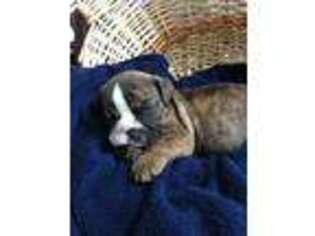 Bulldog Puppy for sale in Denton, KS, USA
