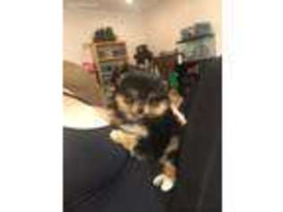 Pomeranian Puppy for sale in Seaside, OR, USA