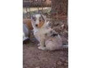 Collie Puppy for sale in Winnemucca, NV, USA