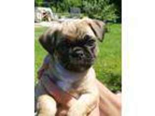 Pug Puppy for sale in Braham, MN, USA