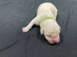 Golden Retriever Puppy for sale in Tulia, TX, USA