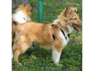 Shetland Sheepdog Puppy for sale in Temple, TX, USA
