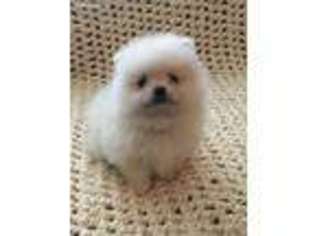 Pomeranian Puppy for sale in Stockton, CA, USA