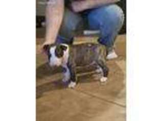 Bull Terrier Puppy for sale in Lipan, TX, USA