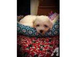 Cavachon Puppy for sale in APEX, NC, USA