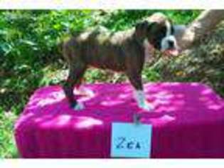 Boxer Puppy for sale in Java, VA, USA