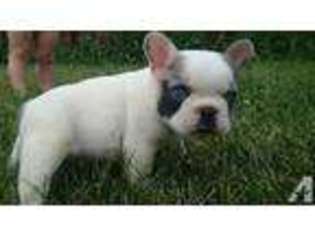 Bulldog Puppy for sale in HAWKINSVILLE, GA, USA