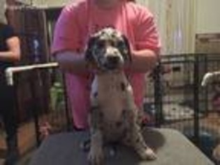 Great Dane Puppy for sale in Zanesville, OH, USA