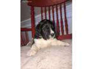 Saint Berdoodle Puppy for sale in Hillsborough, NC, USA