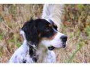 English Setter Puppy for sale in Tiskilwa, IL, USA