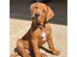Rhodesian Ridgeback Puppy for sale in Nipomo, CA, USA