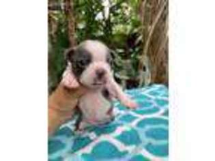 Boston Terrier Puppy for sale in Saint Petersburg, FL, USA