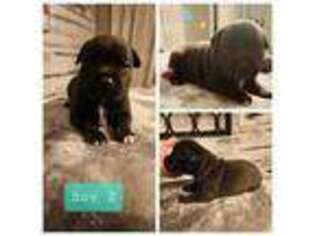 Staffordshire Bull Terrier Puppy for sale in Washington, PA, USA