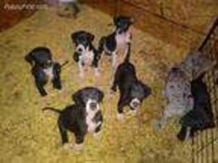 Great Dane Puppy for sale in Sacramento, CA, USA