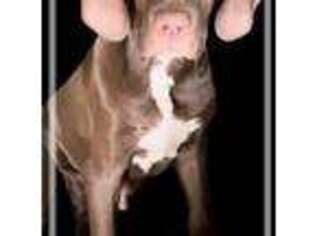 Full screen Photo #1 Great Dane Puppy For Sale in Huntsville, TX, USA