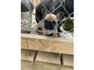 French Bulldog Puppy for sale in Delphi, IN, USA