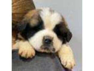 Saint Bernard Puppy for sale in Gallatin, TN, USA