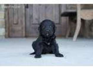 Mutt Puppy for sale in Pryor, OK, USA