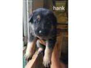 German Shepherd Dog Puppy for sale in Newmanstown, PA, USA